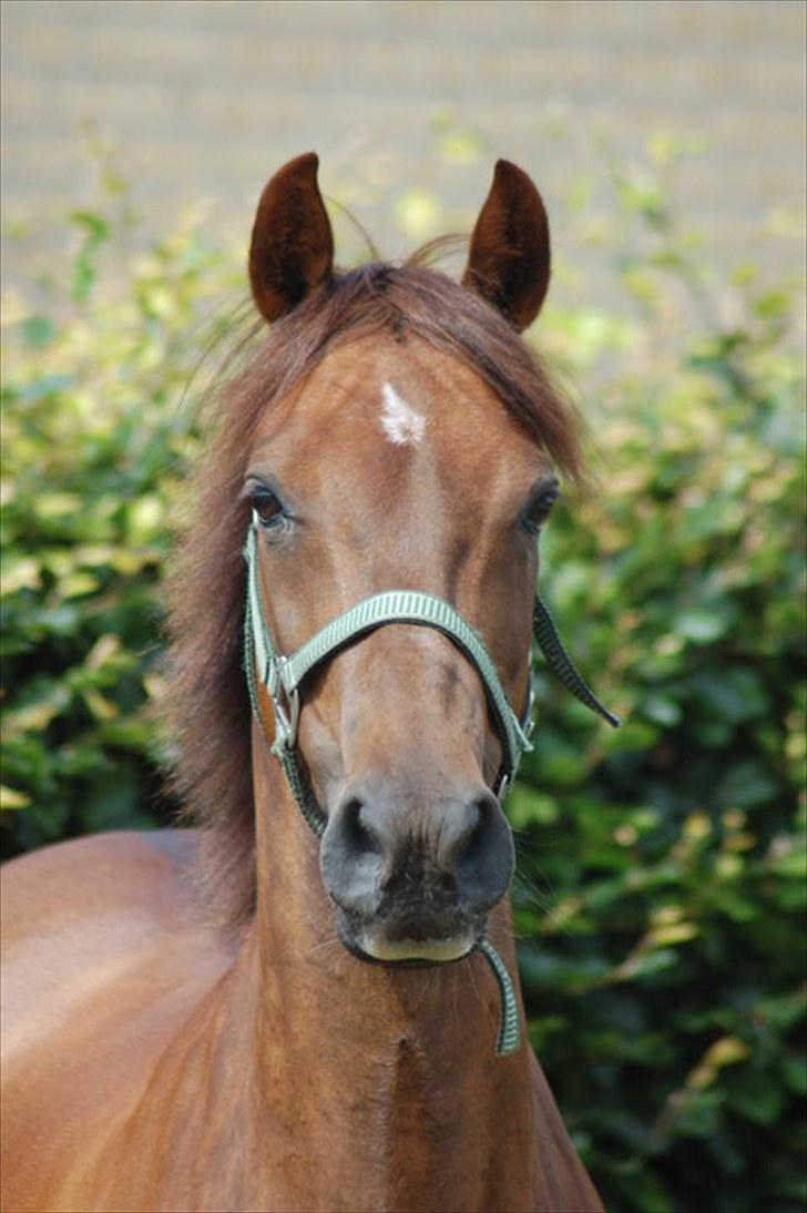 Hollandsk Sportspony Silvana/ solgt billede 1