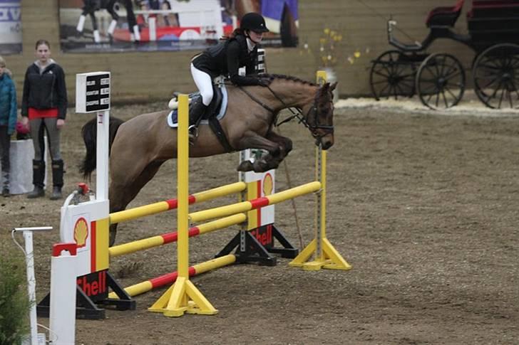 Hollandsk Sportspony Silvana/ solgt billede 8