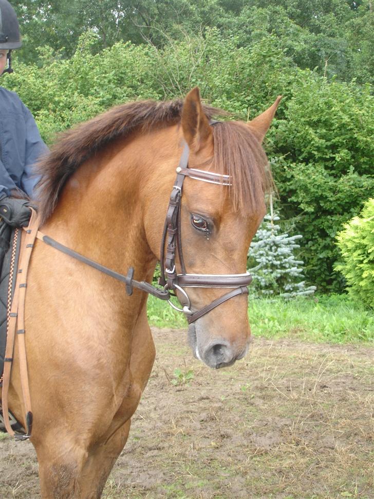 Hollandsk Sportspony Silvana/ solgt billede 9