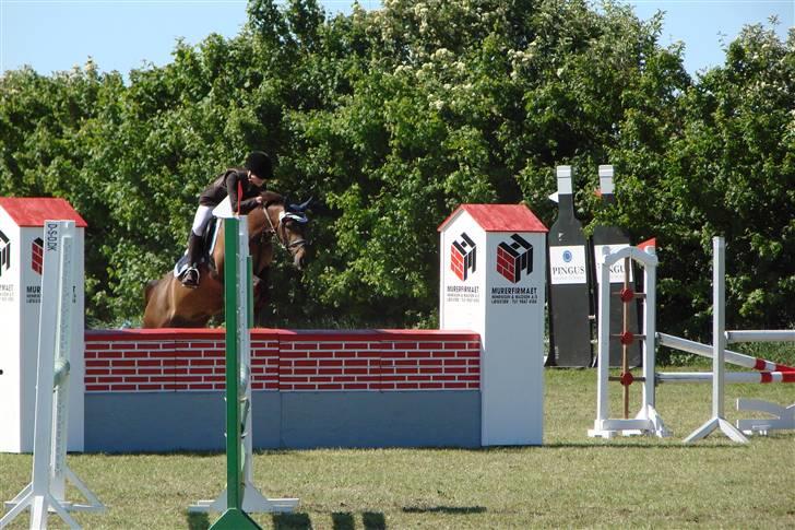 Hollandsk Sportspony Silvana/ solgt billede 10