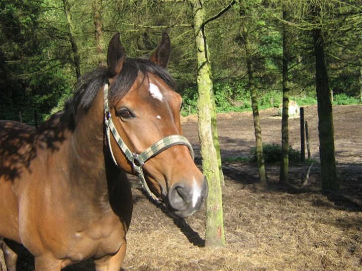 Welsh Cob (sec D) Lonestar "solgt" - Mulle på fold ;) billede 4