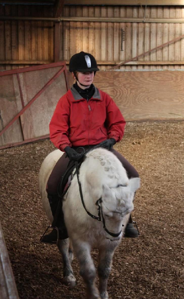 Anden særlig race Gimli - Dressur træning ;p(Fotograf: Far <3 Tak ) billede 5