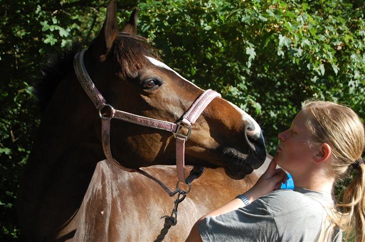 Fuldblod (XX) Mr. Fleming billede 2