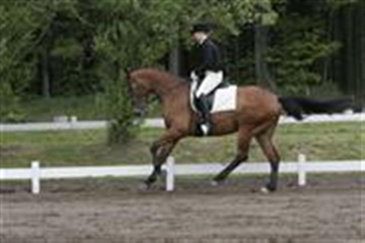 Dansk Varmblod Nevell - Er han fin - eller bare fin? billede 5