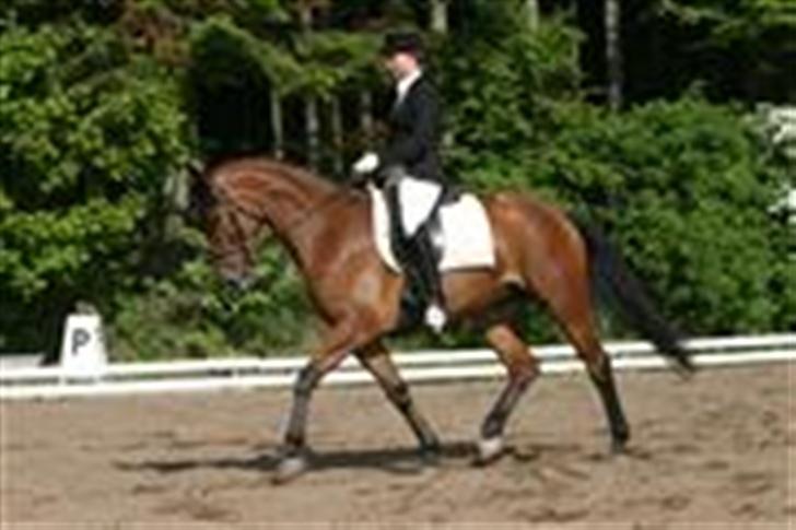 Dansk Varmblod Nevell - Ihhhh skat <3 billede 9