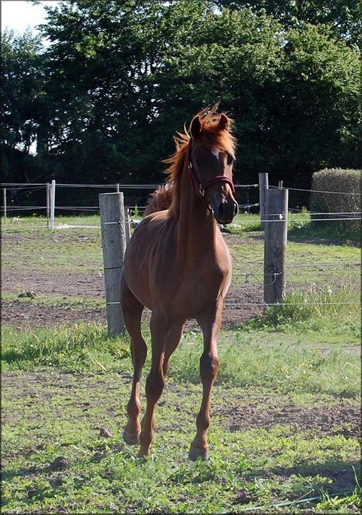 Arabisk fuldblod (OX) Magic Sari Gamal - SOLGT billede 7