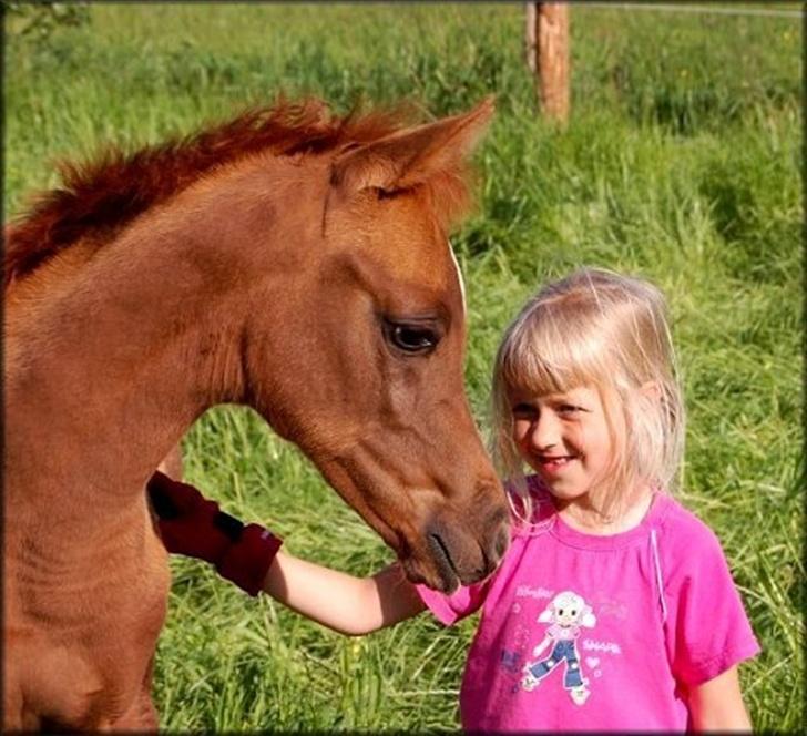 Arabisk fuldblod (OX) Al Lateefah - SOLGT - 31 Maj 2007 billede 2