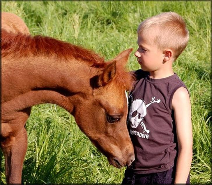 Arabisk fuldblod (OX) Al Lateefah - SOLGT - 31 Maj 2007 billede 3