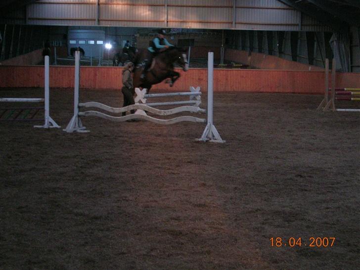 Hannoveraner A la Luigi R.I.P - Luigi springer på Kaløvig fik undervisning af Isabella :D billede 2