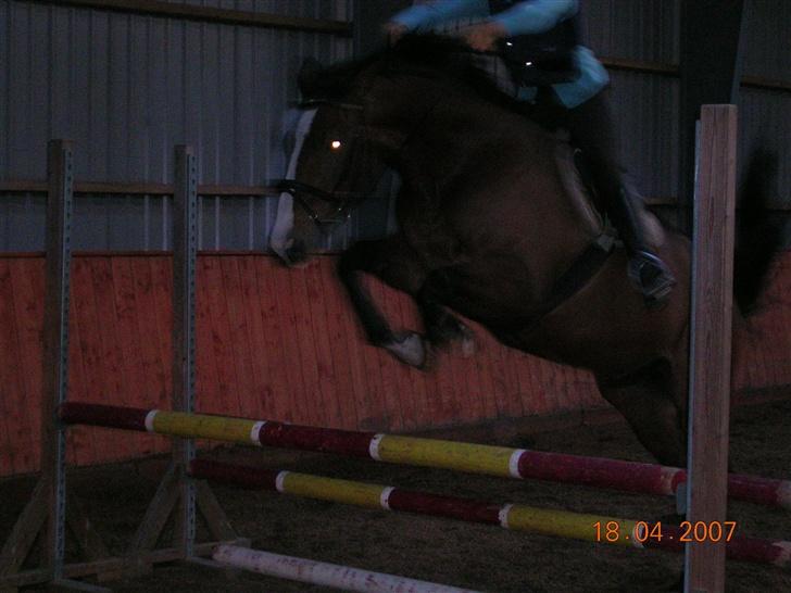 Hannoveraner A la Luigi R.I.P - Spring på Kaløvig billede 3