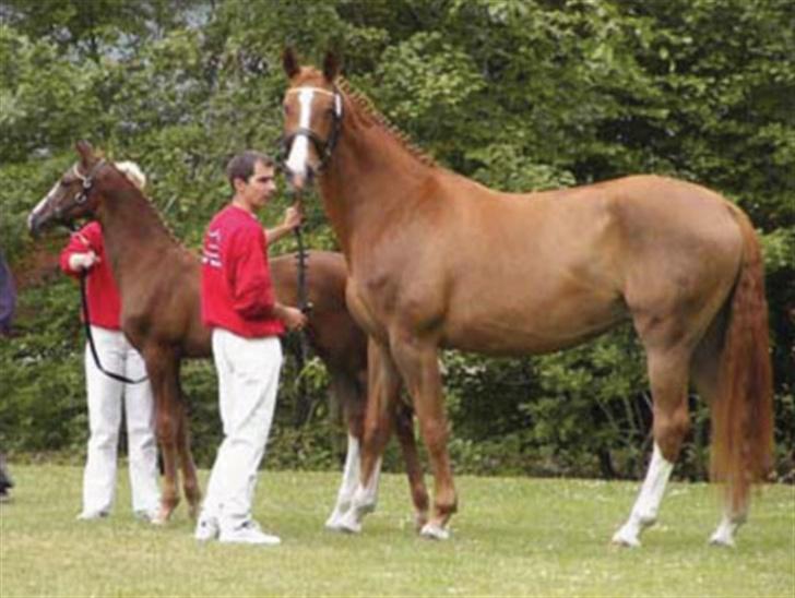 Dansk Varmblod Grøntang Diva SOLGT  - Grøntang Diva på Blue hors billede 4