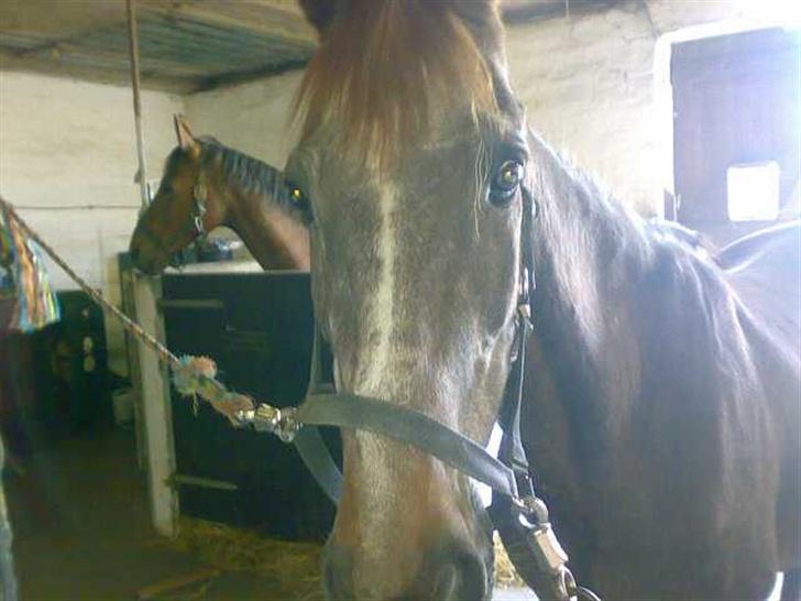Anden særlig race Malou - Er der mad nu?..en glad dag i stalden billede 18