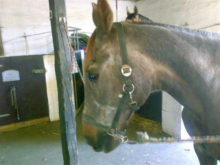 Anden særlig race Malou - Nej det er den forkerte side du tager af mig billede 19