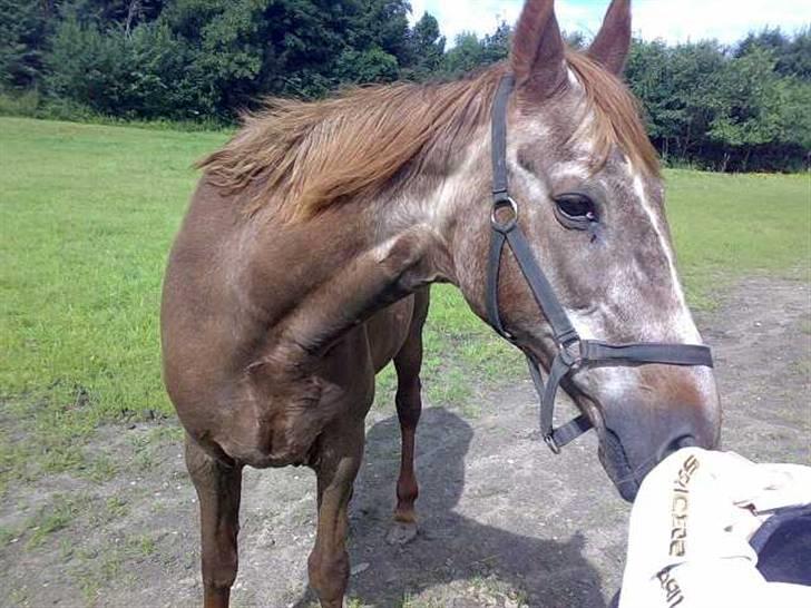 Anden særlig race Malou - snif snif..det dufter godt billede 20