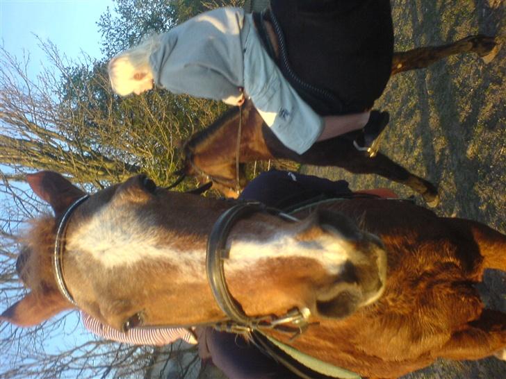 Anden særlig race Thor (Død 2007) billede 2