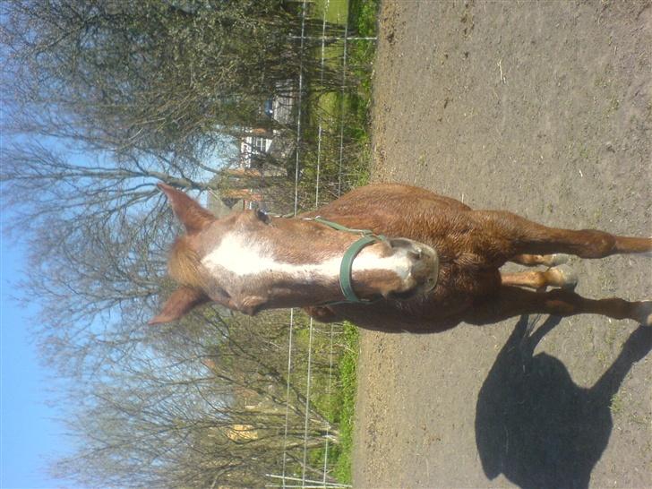 Anden særlig race Thor (Død 2007) - Det er hårdt at lave noget ;) billede 3