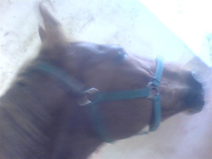 Anden særlig race Thor (Død 2007) billede 5