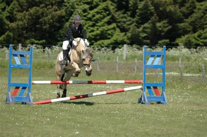 Fjordhest Pongo * gammel part* - jaa , han er dejlig <33 <3<3<3 elsker dig Pongo :-D billede 1