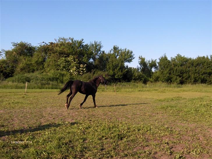 Anden særlig race Stacia - SOLGT - ligegyldigt hvad andre ser, betyder du stadig alverden for mig! billede 3