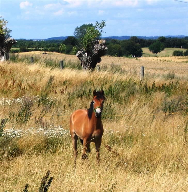New Forest Langkildehus' Zanzara - Zanzara på sommergræs hos min moster og onkel. billede 6