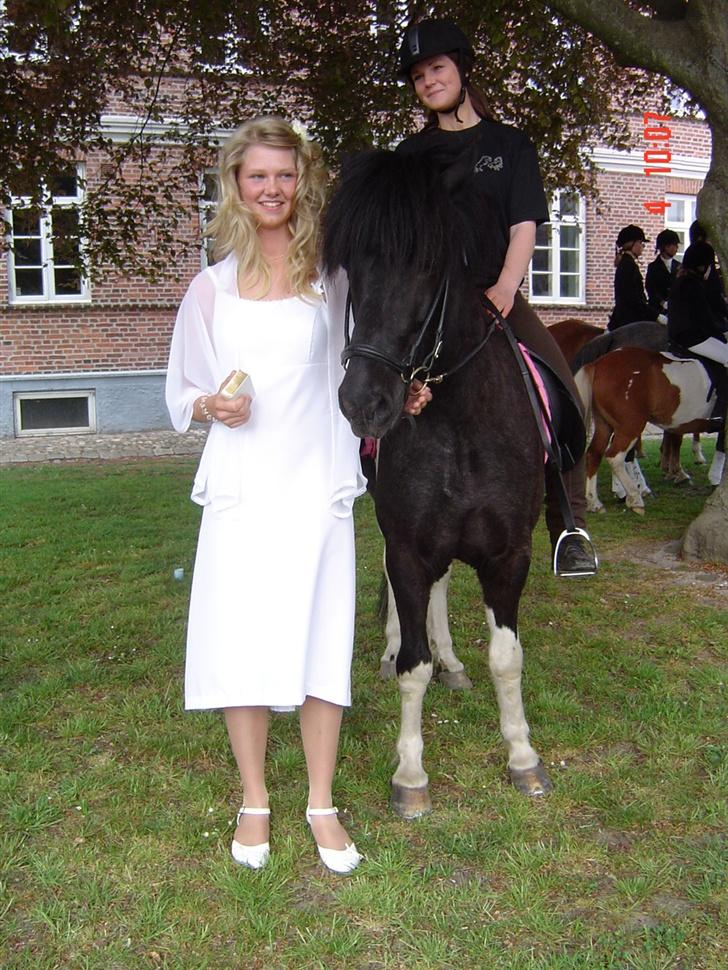 Islænder Klár fra Krossi - klár oppe ved kirken til min konfirmation, helene rider hende. ( i må kun kopirere billederne hvis i få lov af mig ) billede 19