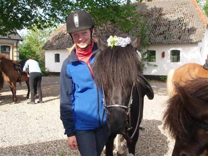 Islænder Klár fra Krossi - min prinsesse med fine blomster .. <3 på hærvejstur( i må kun kopirere billederne hvis i få lov af mig ) billede 20