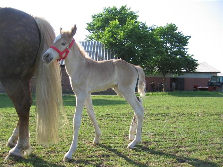 Haflinger Vidtskue Olivia *SOLGT* - Hendes første grime :D En rød fåregrime. billede 4