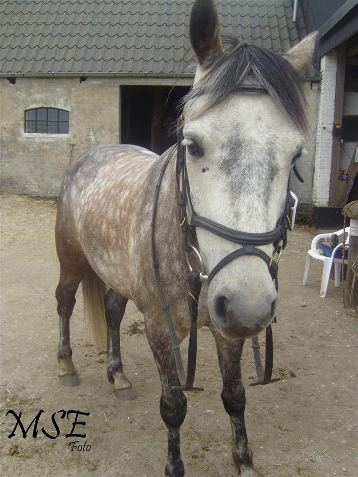 Connemara Hedegårdens Peter pan - Er du klar ?  Det er jeg <3 billede 17