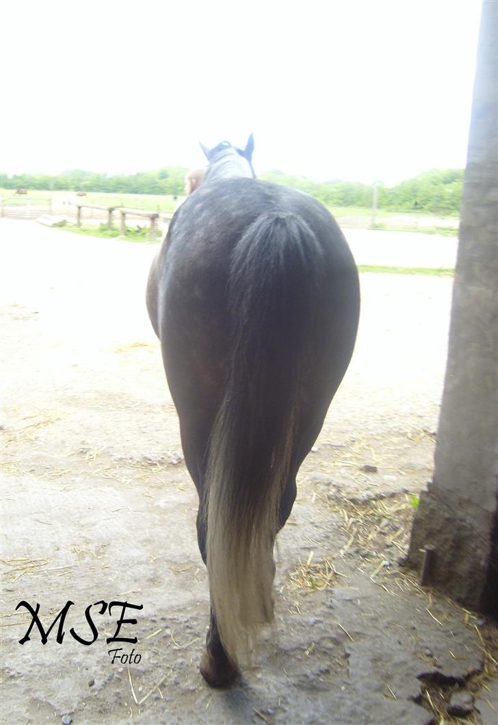 Connemara Hedegårdens Peter pan - Skatter <3 Når enden er god, er alting godt  <3 billede 20