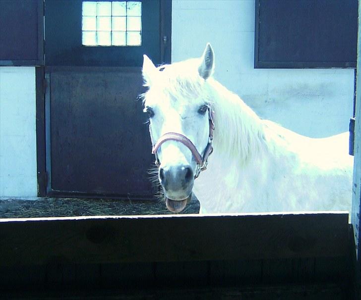 Connemara Nitouche  - Du så sød musse <3 (: billede 9