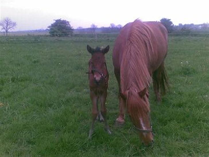 Frederiksborg <3fru-dutte<3  (R.I.P) - 14) det er så mig og Montana  det er min  baby.. billede 14