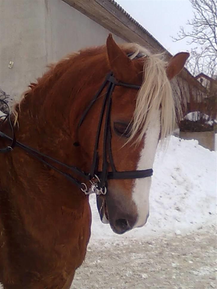 Welsh Cob (sec D) Mondetgårds Lady Duchess - 19. Lady var så dygtig, hun var som om hun havde båret et kandar tusinde gange elsker dig pony 2010 billede 15