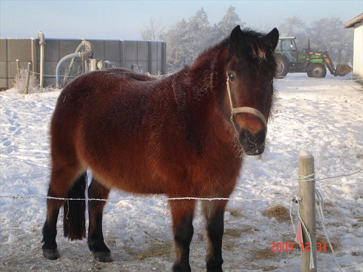 Anden særlig race Polly ¤Supermule¤ RIP - Vinter 09 billede 19