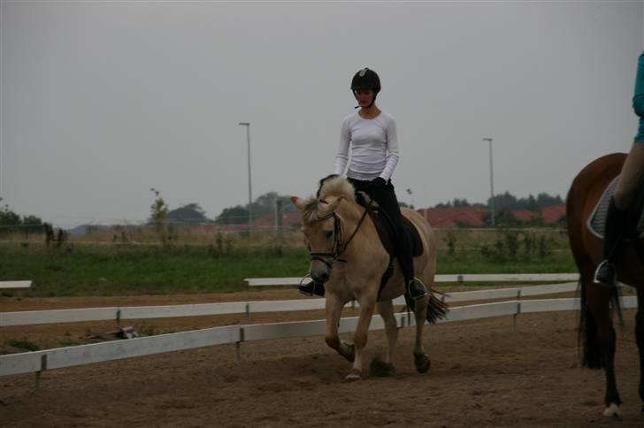 Fjordhest Tulle (Min<3) - Undervisning d. 25-08-09 billede 14