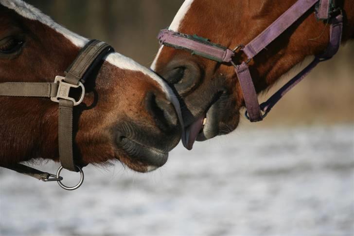 Anden s&#230;rlig race Hovvejens Rex - NYT. februar 09. N&#197;R! Rex &amp; Emsi kysser :D Foto: pernica foto. billede 9