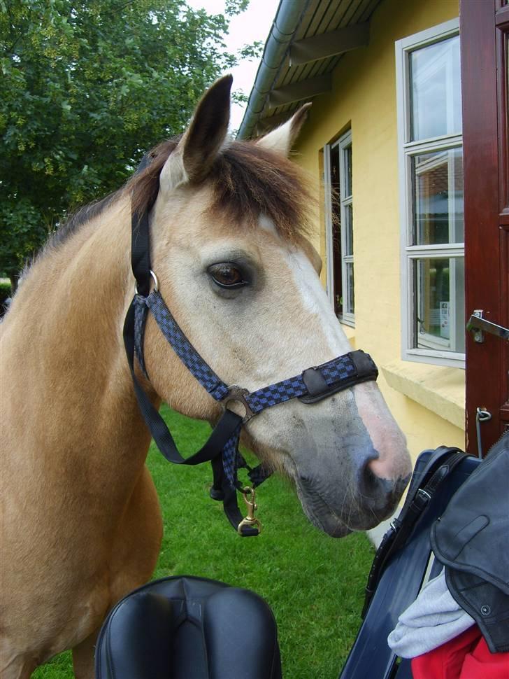 Anden særlig race Marong Wales <3 - Velkommen til Marong´s profil =) Smid gerne en kommentar og en bedømmelse =)  billede 1