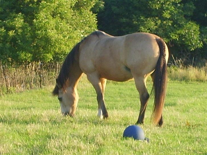 Anden særlig race Marong Wales <3 - Ude på marken :) billede 5