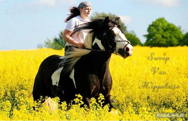 Irish Cob Swoop Van Hippolacta - # 2 - Swoop og jeg galoperer i rapsmarken, maj 08. billede 5