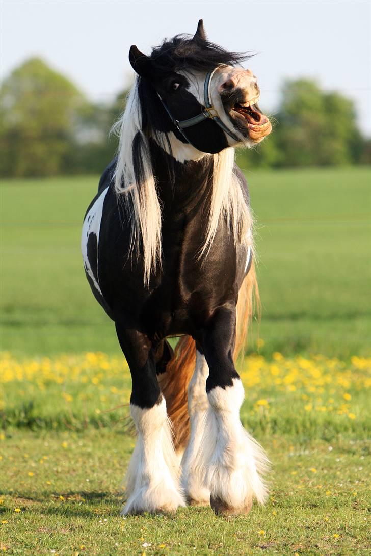 Irish Cob Swoop Van Hippolacta - # 4 - Fordi jeg elsker at Swoop er ligeså unik, som han er køn. - NYT! billede 7