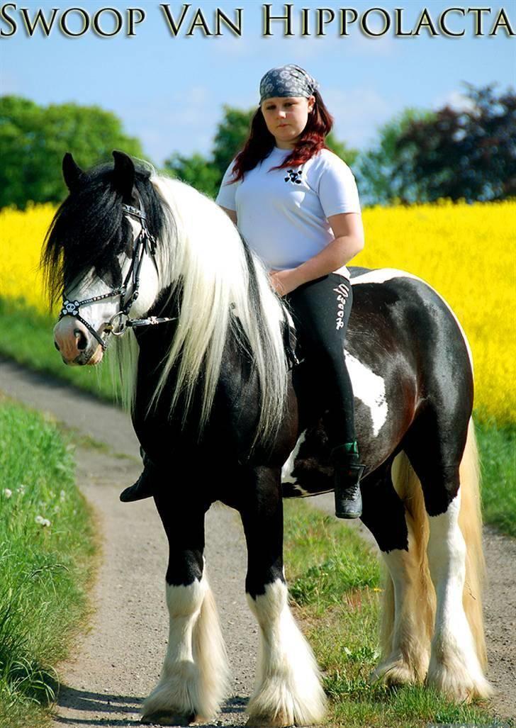 Irish Cob Swoop Van Hippolacta - # 8 - Billede foran rapsmarkerne. billede 10