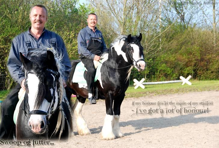 Irish Cob Swoop Van Hippolacta - # 9 - Swoop og min far. :D billede 11