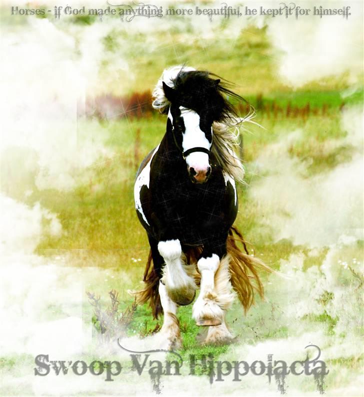 Irish Cob Swoop Van Hippolacta - # 15 - Horses - if God made anything more beautiful, he kept it for himself. billede 15