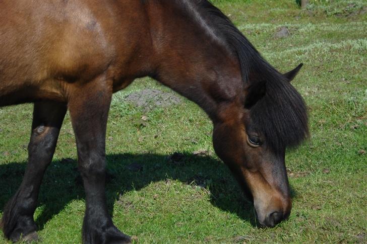Islænder bylting - mm godt med græs billede 7