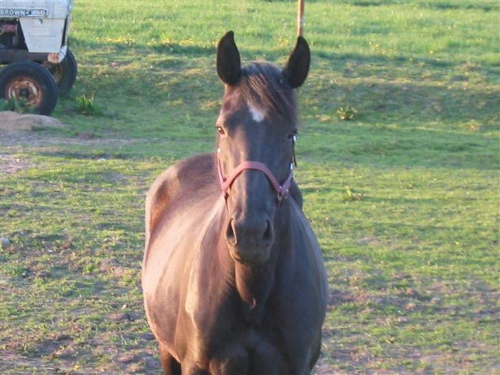 Oldenborg Starlight (solgt) RIP - Det er bare Starlight...glad og mild... billede 3