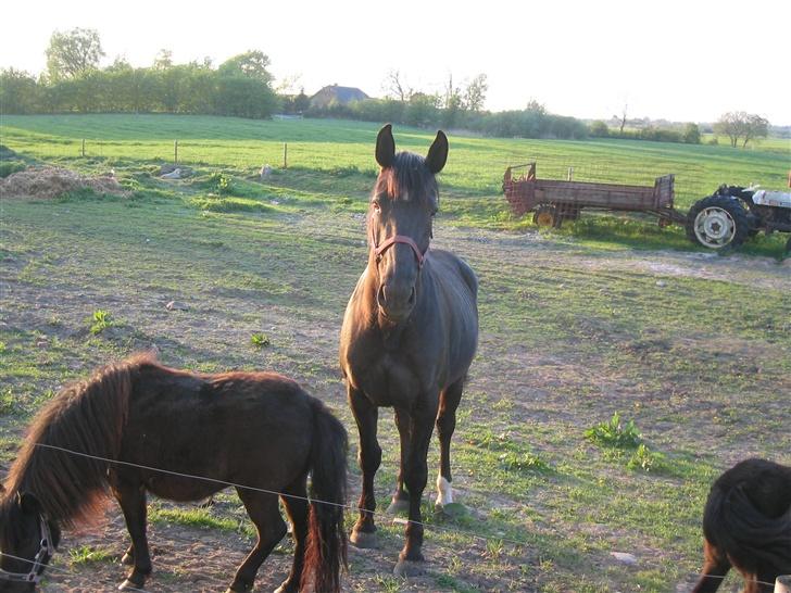 Oldenborg Starlight (solgt) RIP - Okay så kigger jeg da på dig...når nu du står med kameraet og spiller tosset billede 4