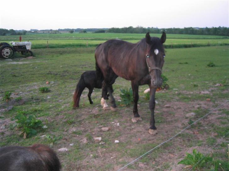 Oldenborg Starlight (solgt) RIP - Hun er lidt svær at tage billeder af for ponyerne vil bare være i nærheden ;-)) billede 5