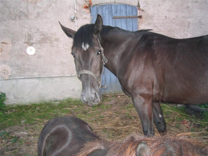 Oldenborg Starlight (solgt) RIP - Skal jeg aldrig ind og have noget at spise ??? billede 6