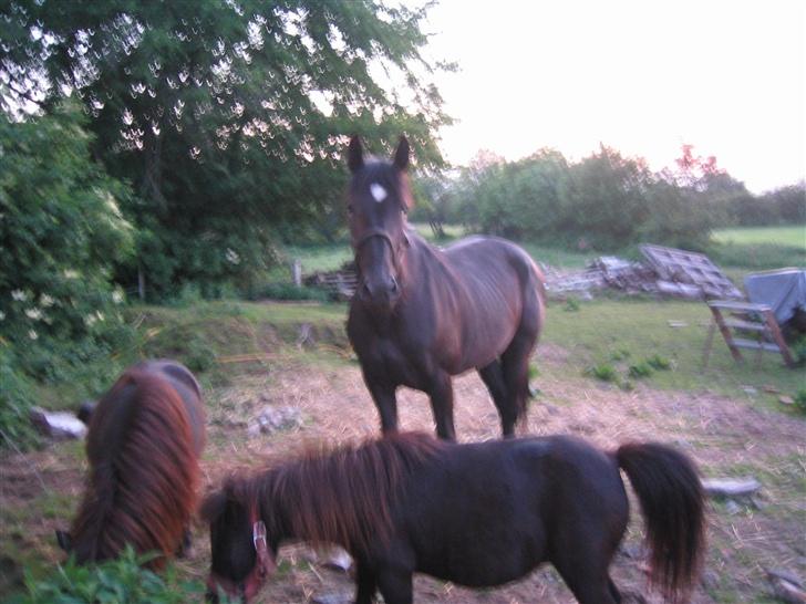 Oldenborg Starlight (solgt) RIP - Billedet taget på marken lige inden lyset gik væk så det er ikke de bedste billeder billede 7
