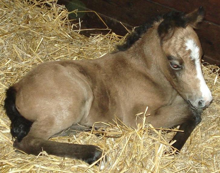 Welsh Mountain (sec A) Meadows Gucci (hingst) - Guccis første føl. En lille fin hoppe - født d. 31 maj 2007 billede 16