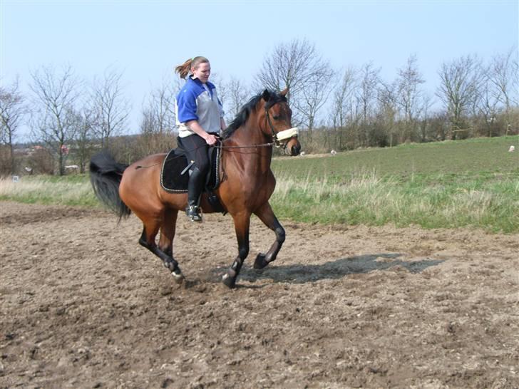 Anden særlig race Flicka R.I.P - Flicka prøver at gå lidt dressur (hader hun hehe) billede 15